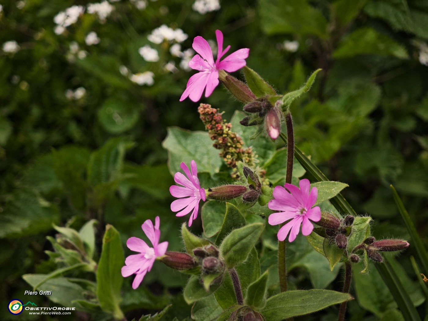 69 Bella la Silene dioica.jpg
